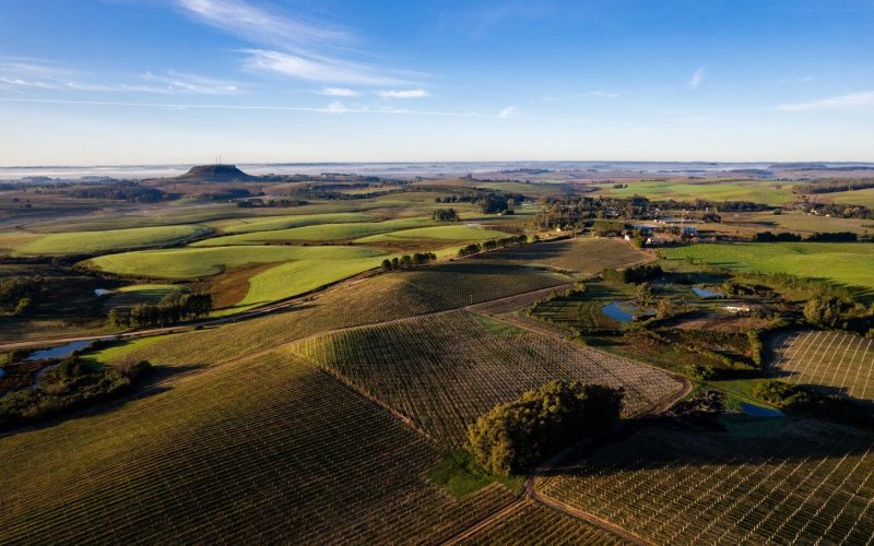 Conheça a região brasileira que deve ser destaque na produção de vinhos em 2024